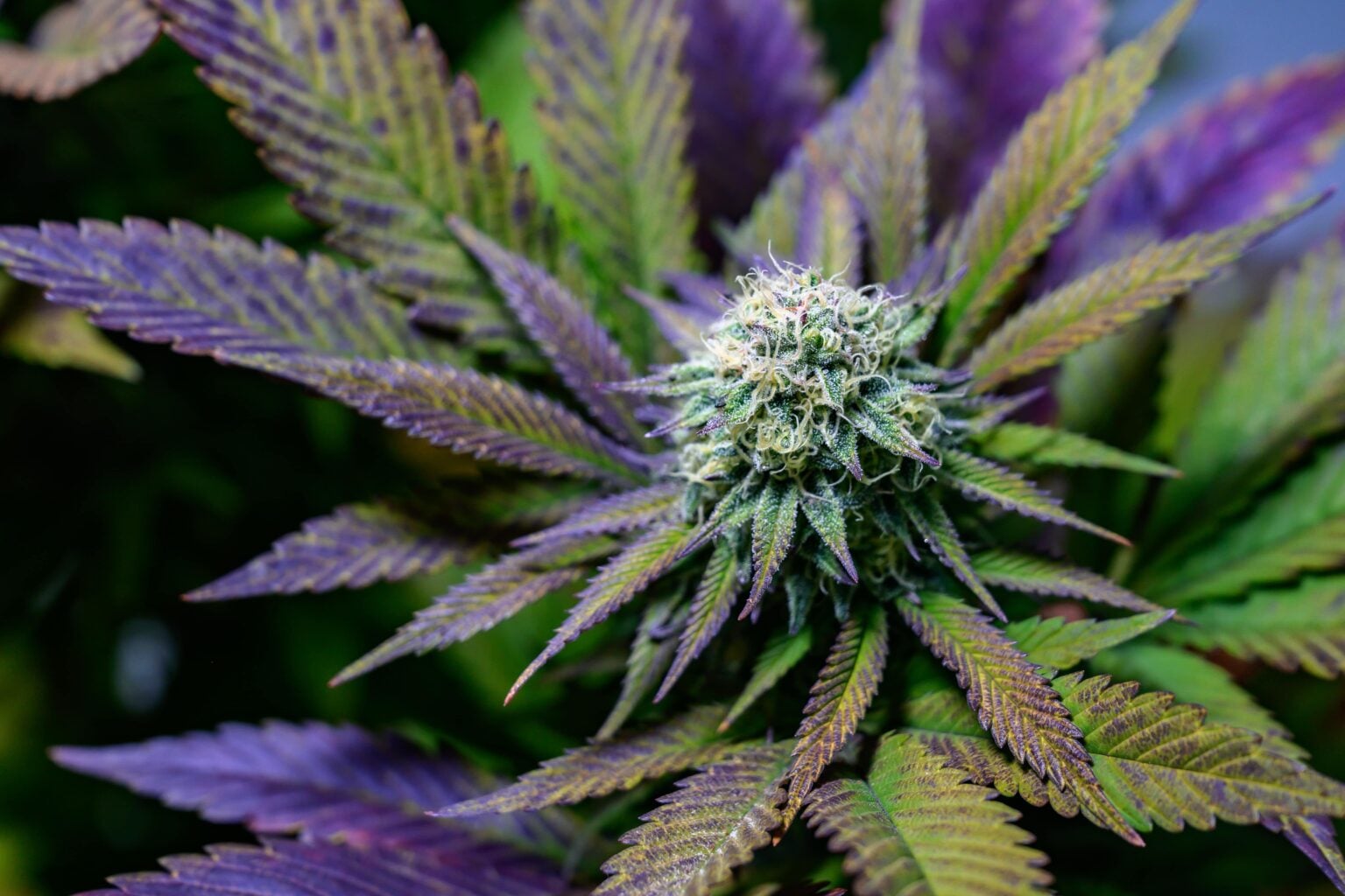 All In the Family: The Ultimate List of Runtz Strains | Valley Greens
